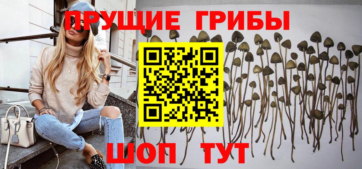 купить наркотики цена  Вход с VPN  Кольчугино  Галлюциногенные грибы прущие грибы 
